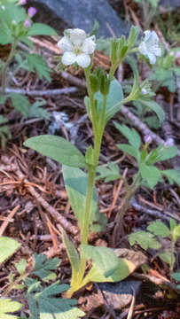 Phacelia verna Howell resmi