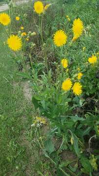 Plancia ëd Sonchus arvensis subsp. uliginosus (M. Bieb.) Nym.