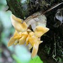 Image of Stanhopea annulata Mansf.