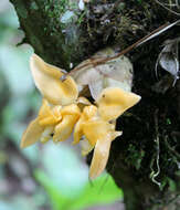 Image of Stanhopea annulata Mansf.