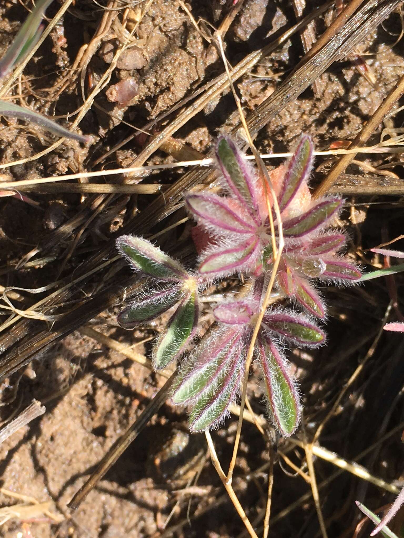 Image of jawleaf lupine