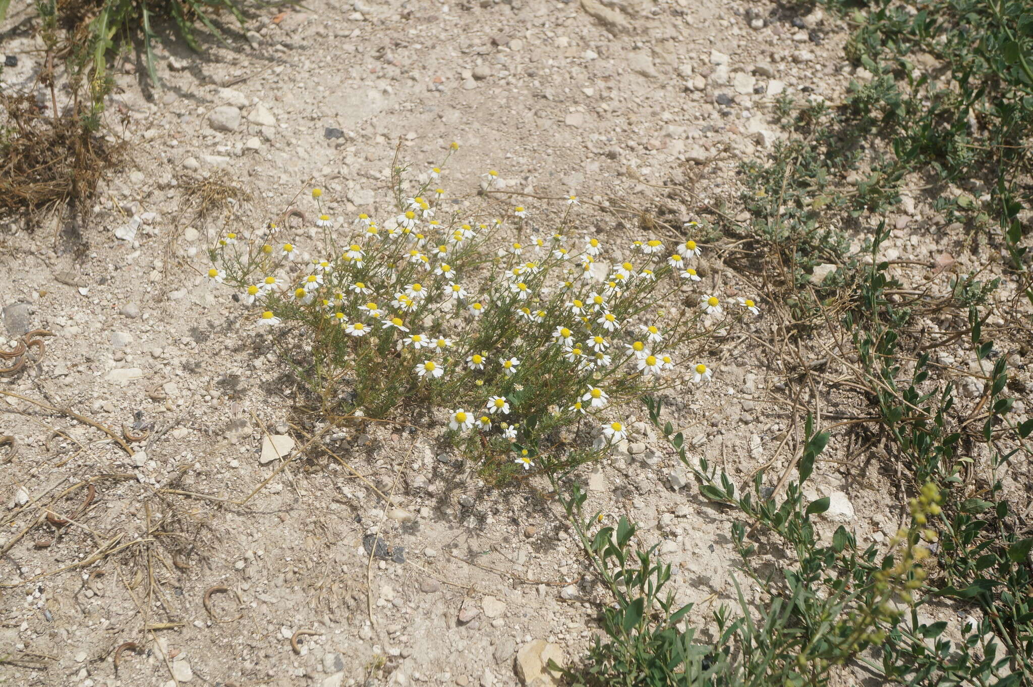 Image of Matricaria tzvelevii Pobed.