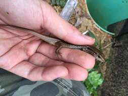 Image of Indian Forest Skink