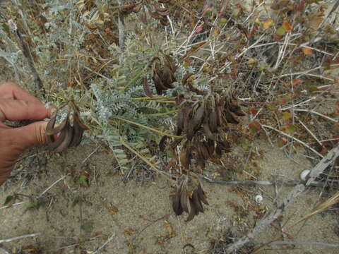 Image de Astragalus nevinii A. Gray ex Lyon