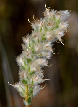 صورة Aspalathus quinquefolia subsp. compacta R. Dahlgren