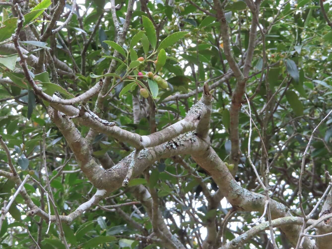 Image of Elaeodendron schinoides Spreng.