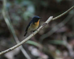 Image of Large Blue Flycatcher