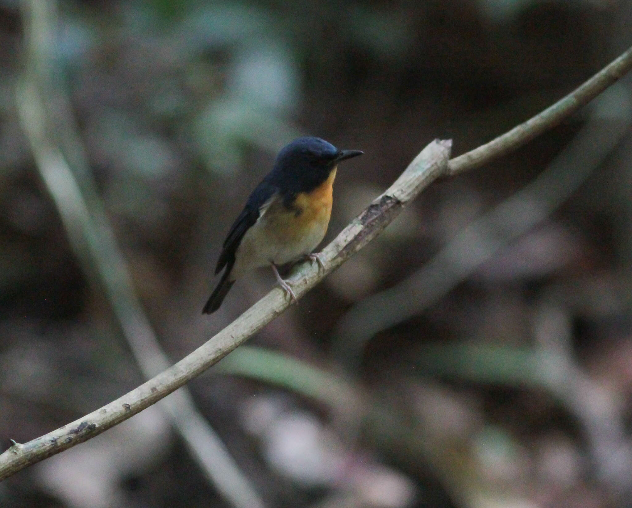 Image of Large Blue Flycatcher