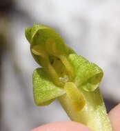 Disa cylindrica (Thunb.) Sw. resmi