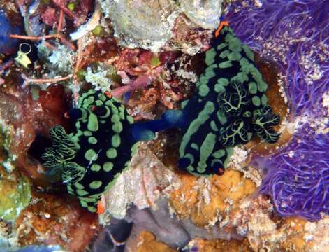 Image of Dusky green spot orange gill black slug