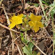 Image of Hypericum pubescens Boiss.