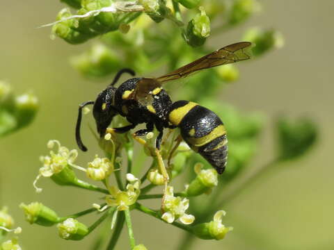 Image of Parodontodynerus