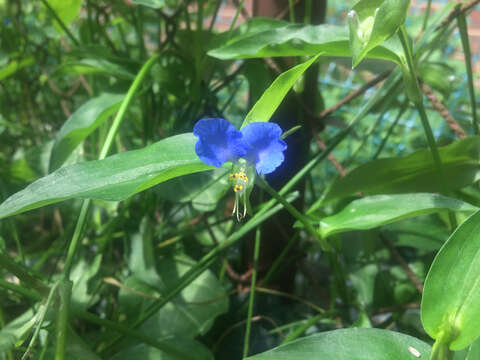 Image of Asiatic dayflower