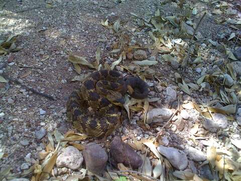 Image of Blacktail Rattlesnake