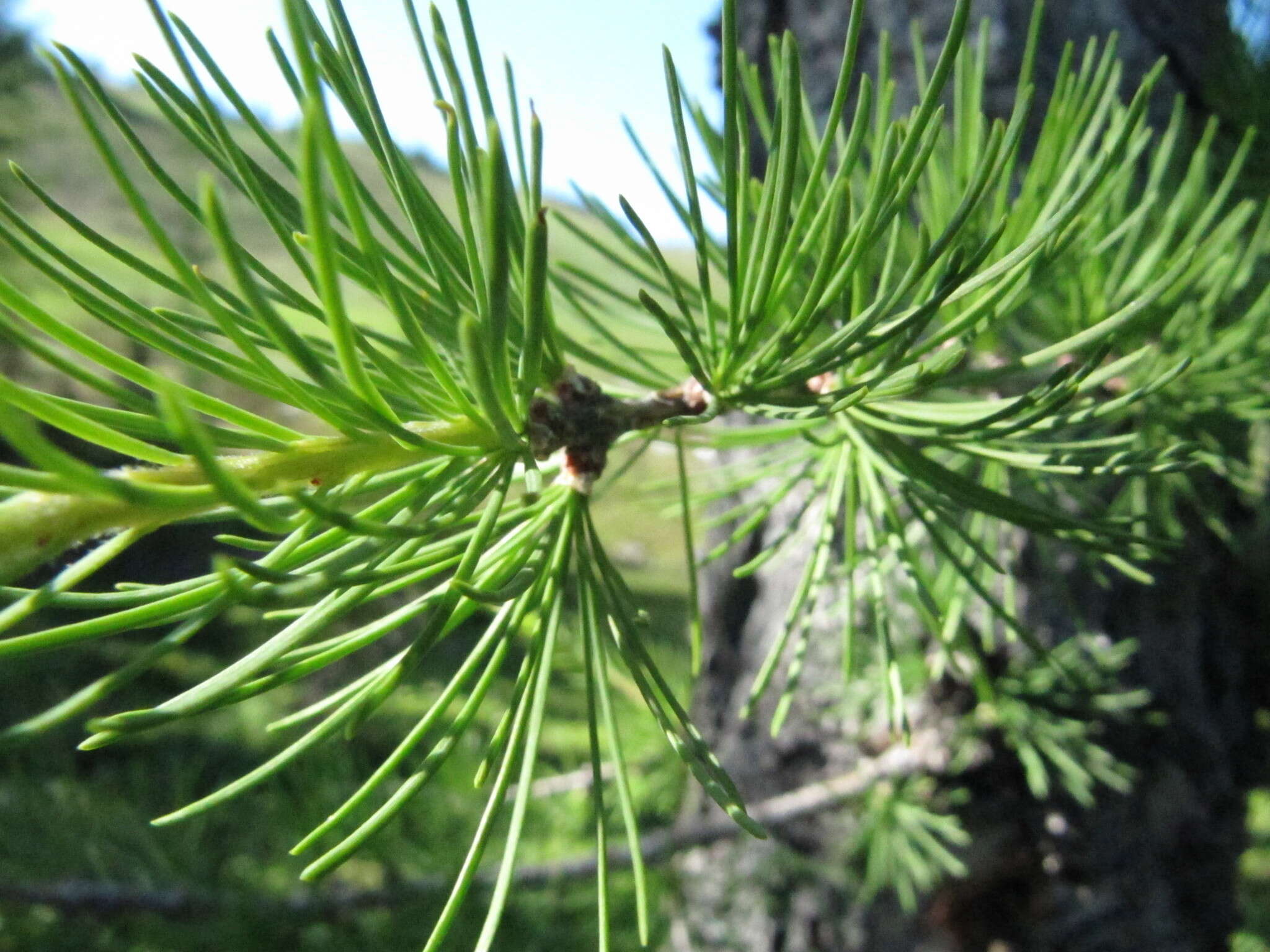 Image of Alpine Larch