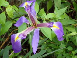 Image of Prairie Iris