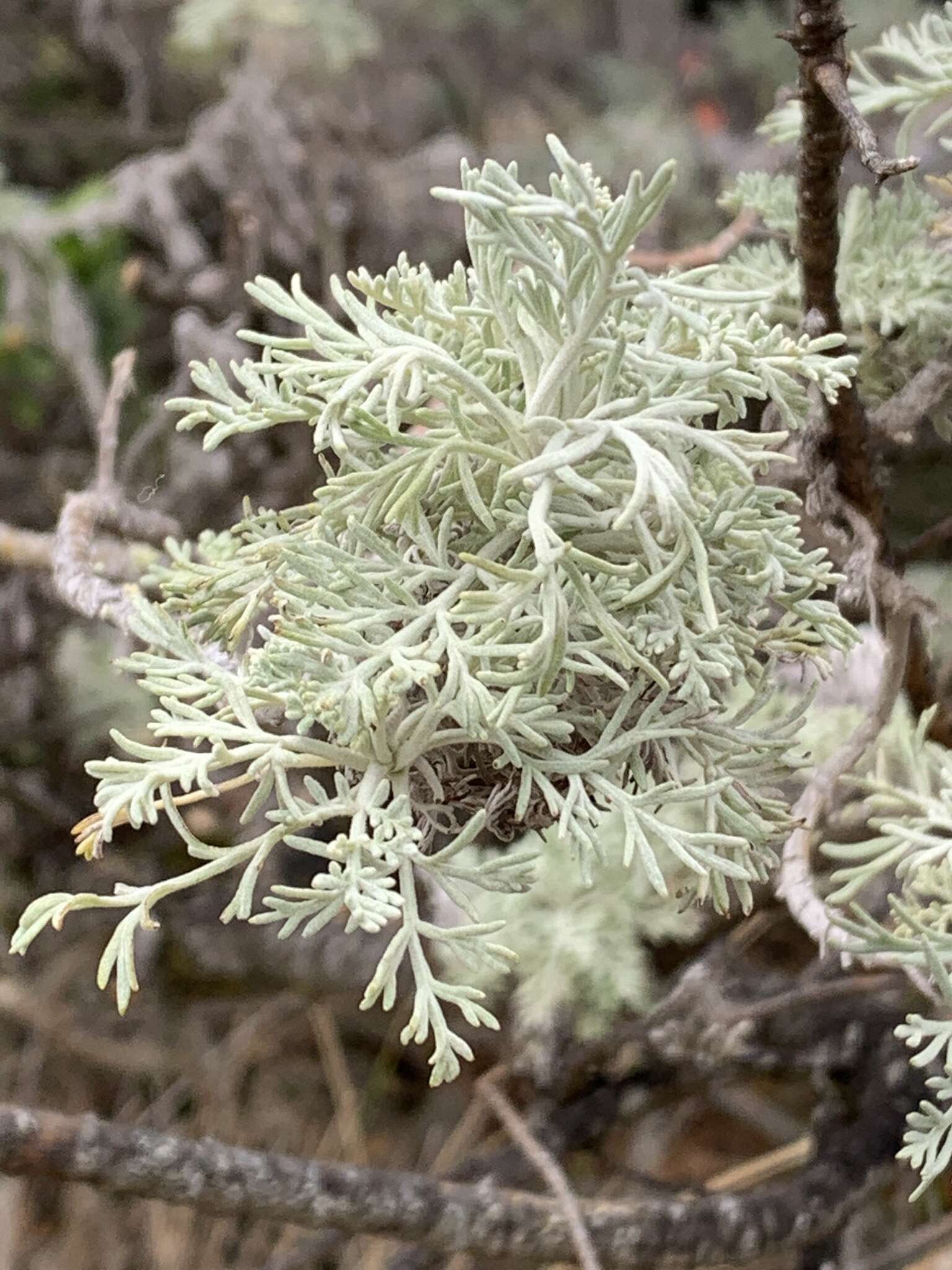 Imagem de Artemisia mauiensis (A. Gray) Skottsberg