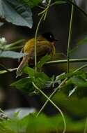 Image of Flame-throated Bulbul