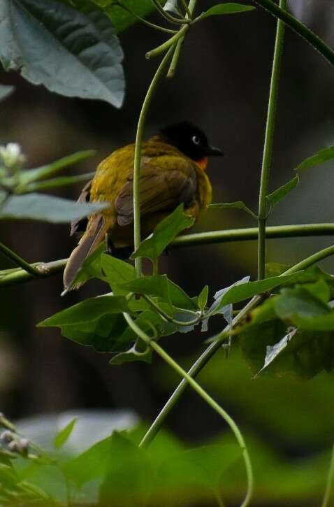 Image of Flame-throated Bulbul