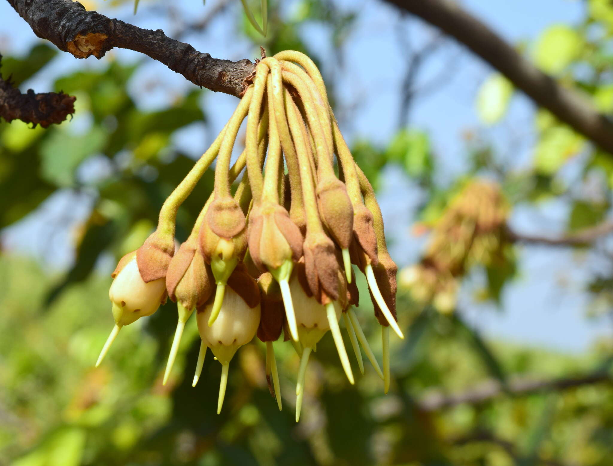 Image of moa tree