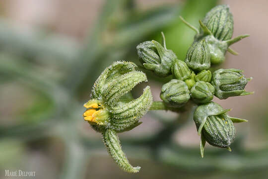 Kedrostis capensis (Sond.) A. Meeuse resmi