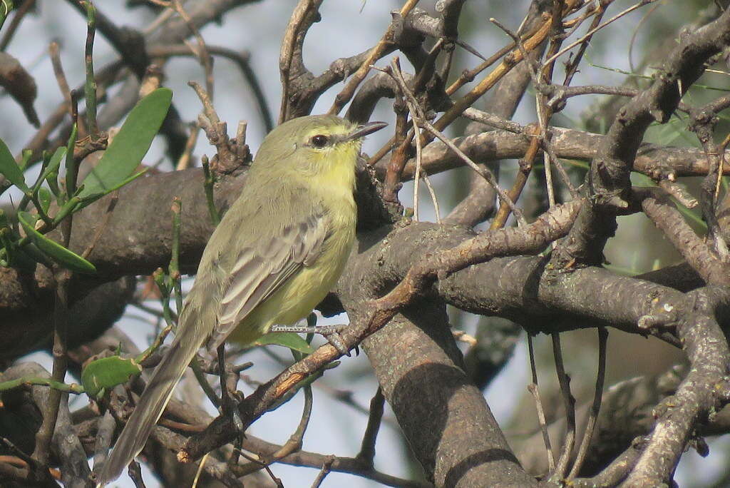 Image of Greater Wagtail-Tyrant