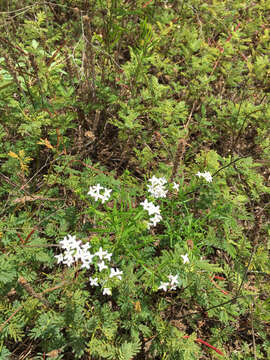 Image of diamond-flowers