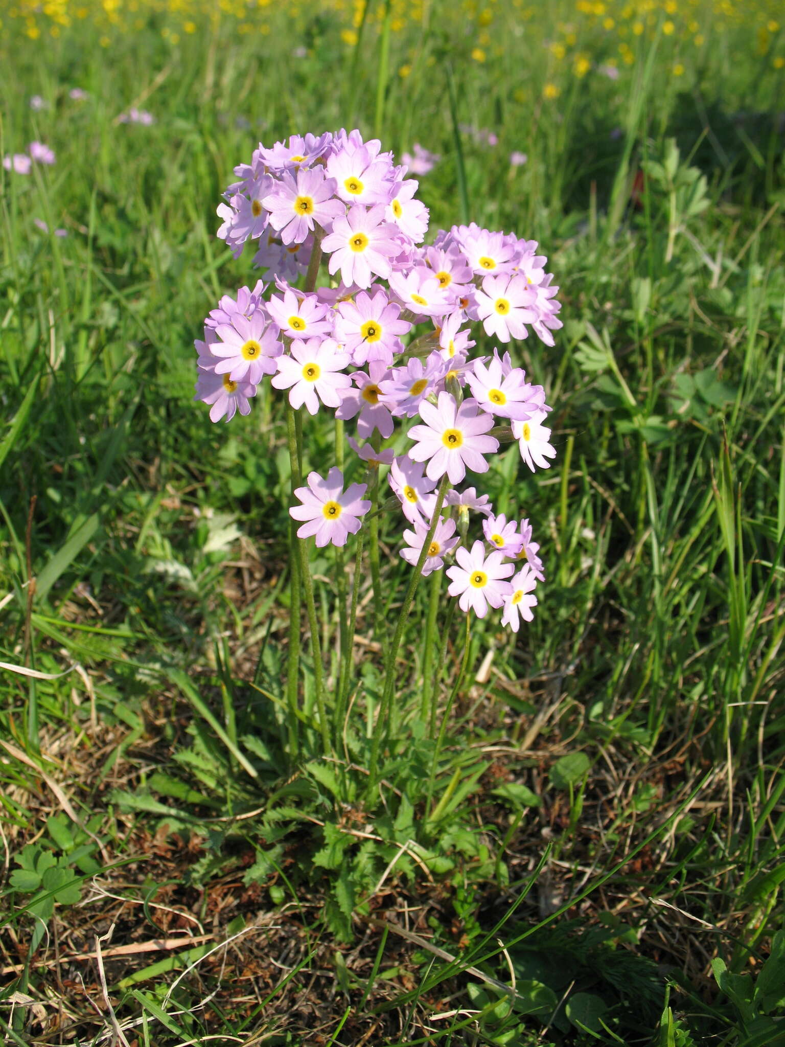 Image of Primula pinnata Popov & Fedorov