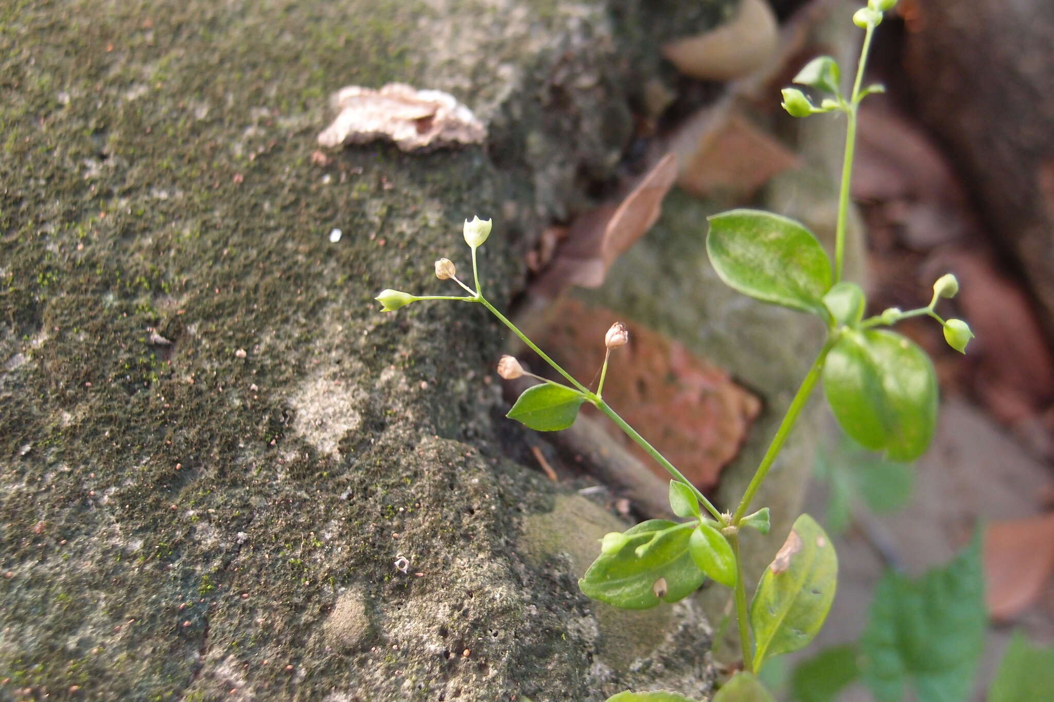 Image of Leptopetalum biflorum (L.) Neupane & N. Wikstr.