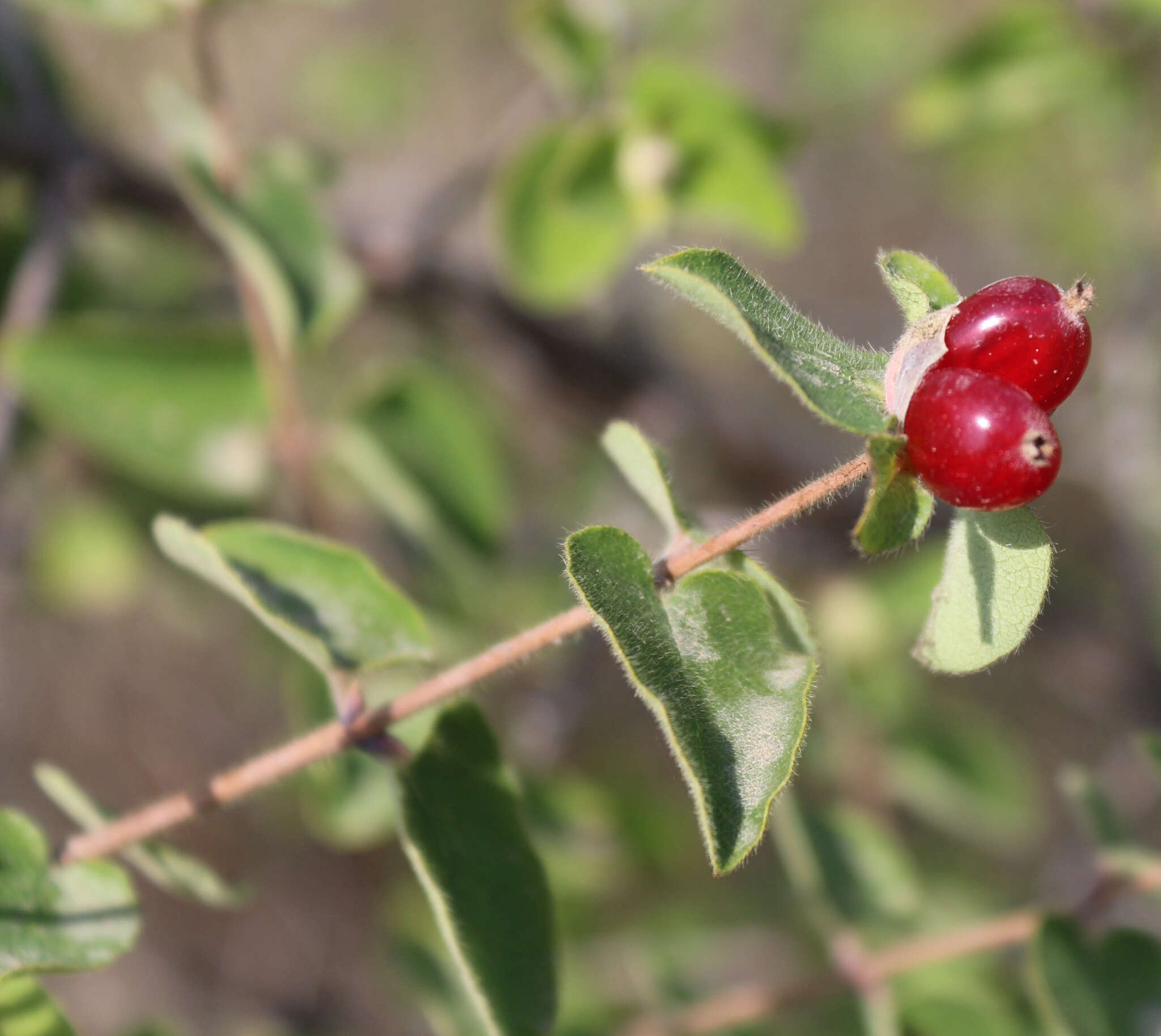 Image de Lonicera iberica M. Bieb.