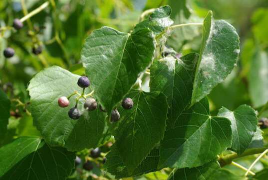 Image of heartleaf peppervine