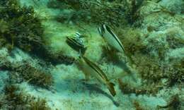 Image of Crested morwong