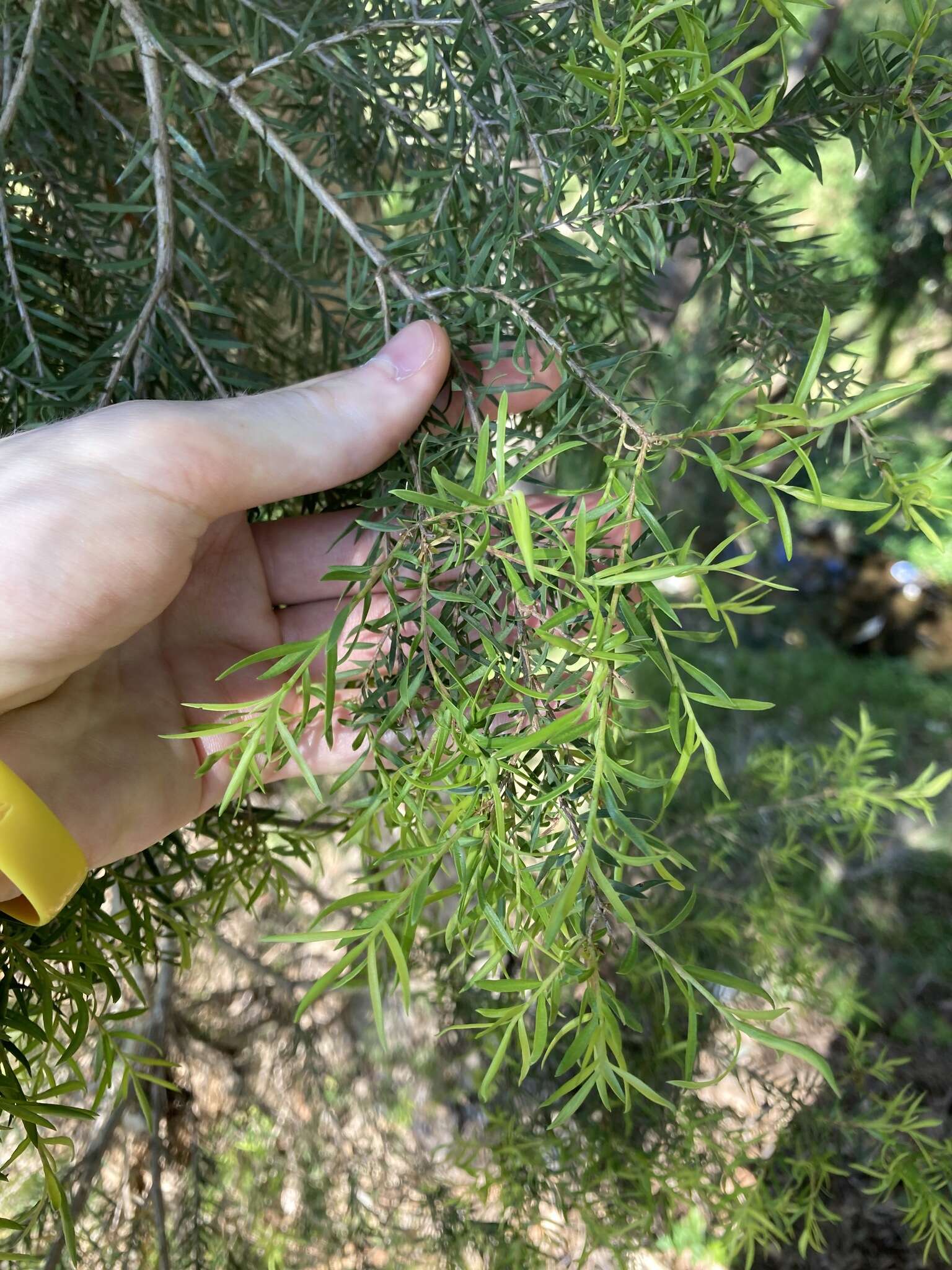 Image of Melaleuca decora (Salisb.) Britten