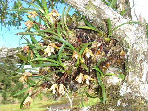 Image of Maxillaria humilis (Link & Otto) Schuit. & M. W. Chase