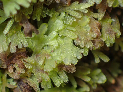 Image of Riccardia multifida (L.) Gray