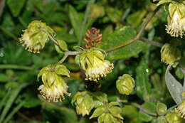 Image de Aetheolaena involucrata Cass.