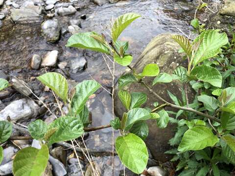 Imagem de Alnus formosana (Burkill) Makino