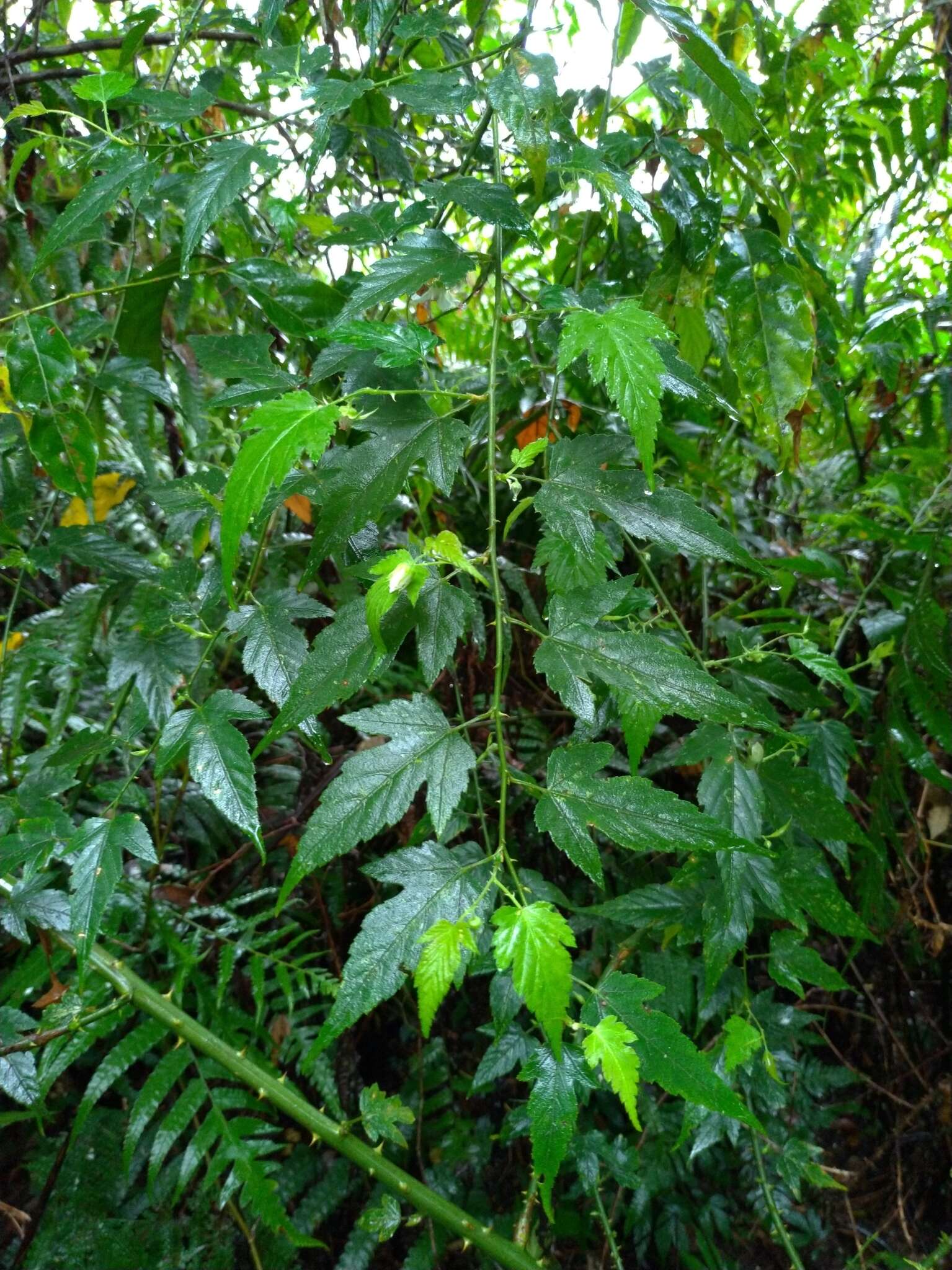 صورة Rubus corchorifolius L. fil.