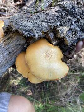 Image of Gymnopilus suberis (Maire) Singer 1951