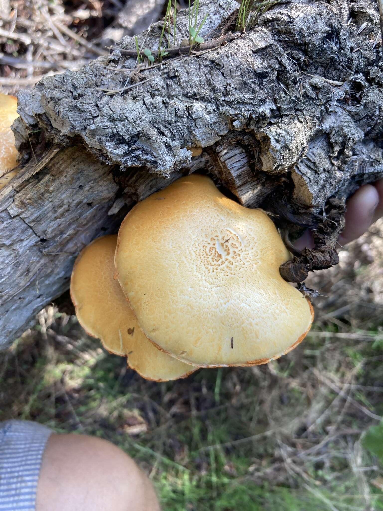 Imagem de Gymnopilus suberis (Maire) Singer 1951