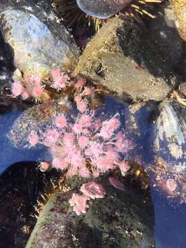 Image of flower-head polyp