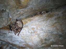 Image of Greater Mouse-eared Bat