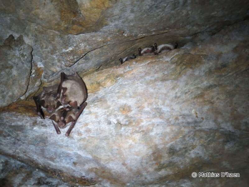 Image of Greater Mouse-eared Bat