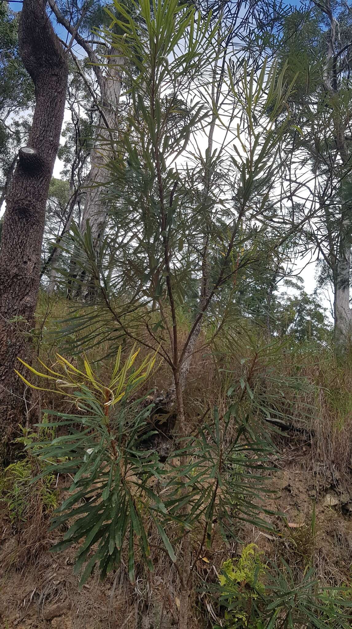 Image of northern banksia