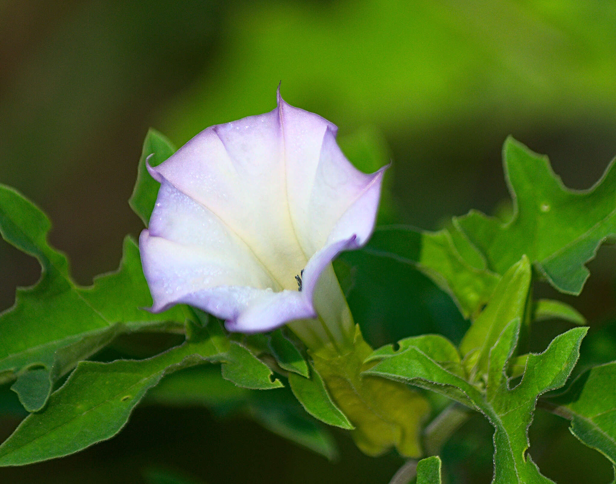 Image of Chinese thorn-apple