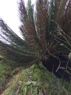 Image of Drakensberg Cycad