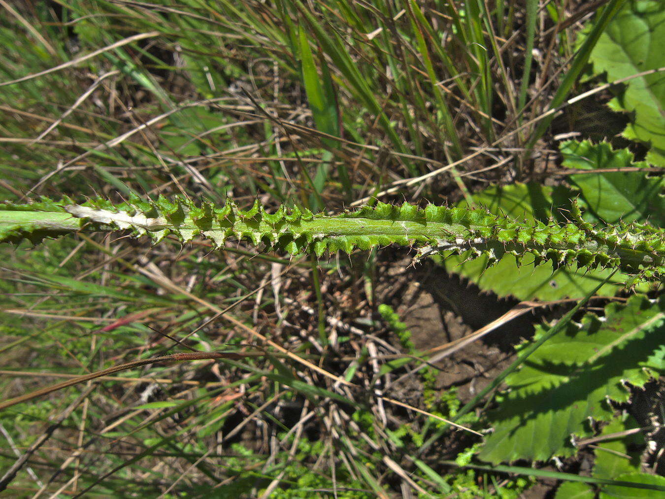 Sivun Berkheya rhapontica subsp. rhapontica kuva