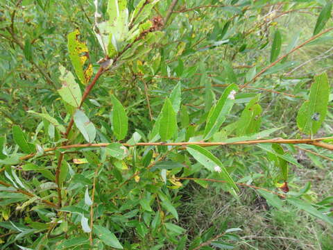 Image of Salix rhamnifolia Pall.