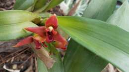 Image of Maxillaria elatior (Rchb. fil.) Rchb. fil.