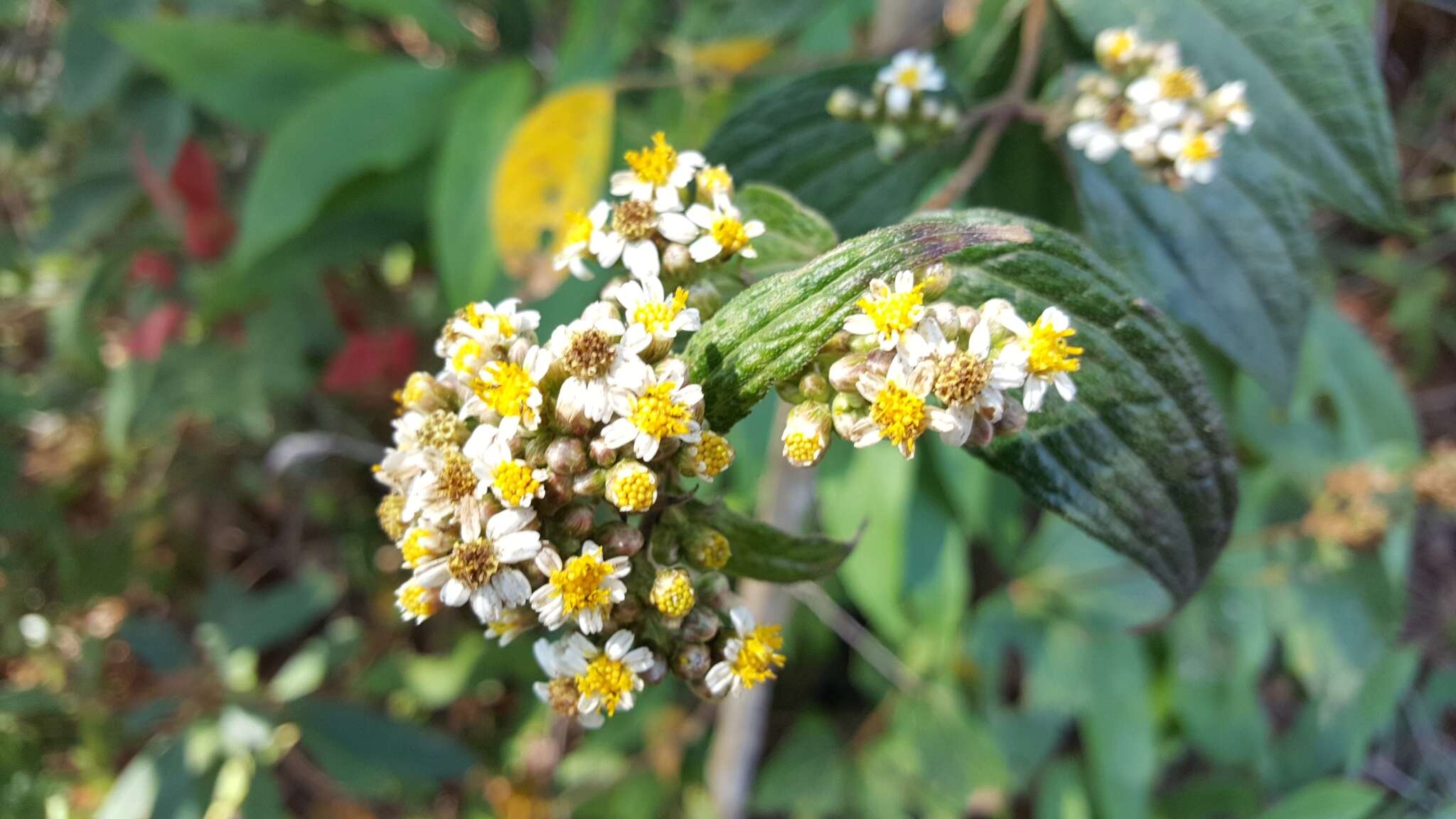 Image de Alloispermum integrifolium (DC.) H. Rob.